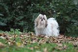 SHIH TZU 096
